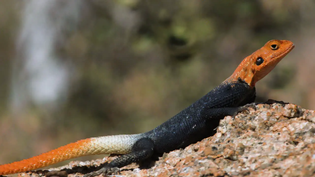 Namib Rock Agama basking in the sun on a small rock side view close-up shot