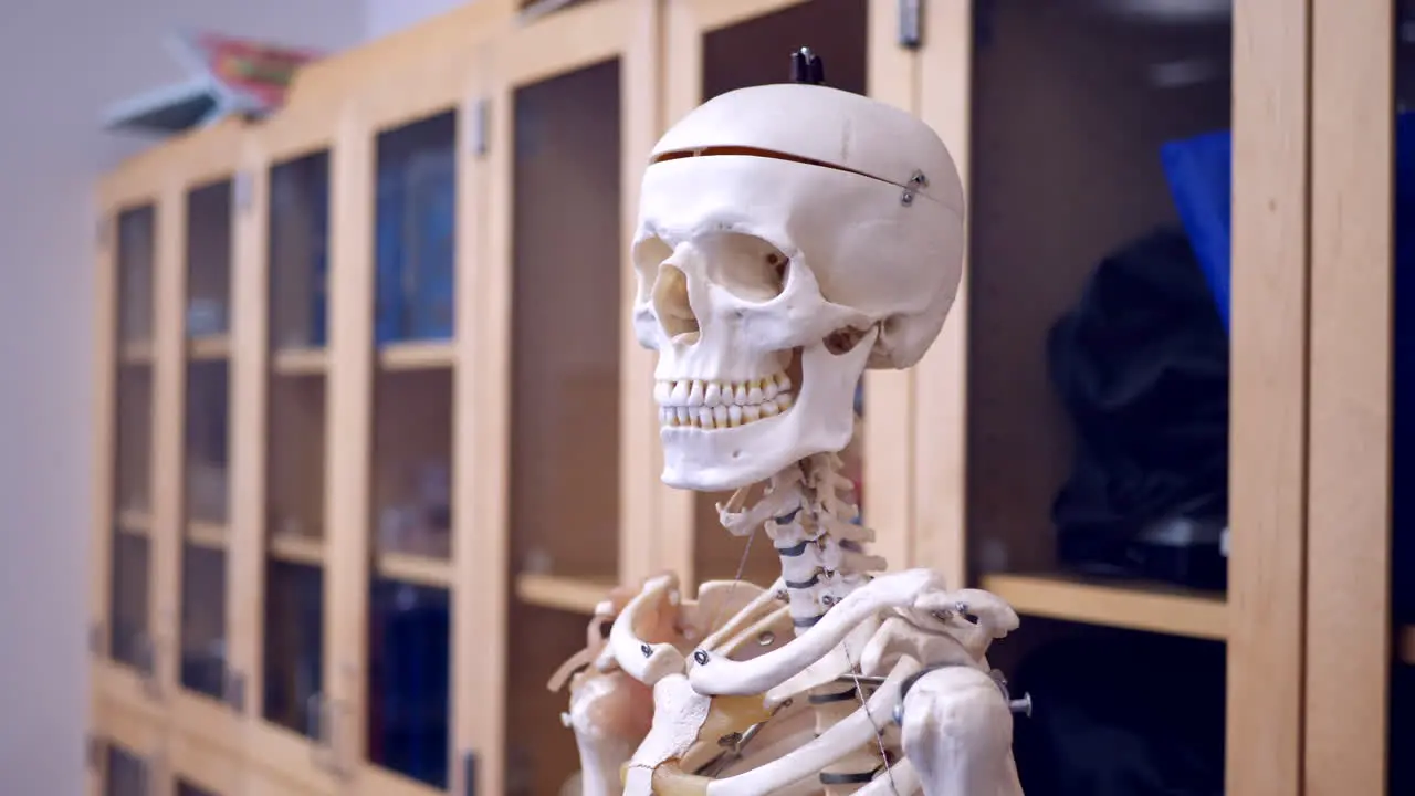 An educational model of a human skeleton on display in a college science classroom for the students to examine