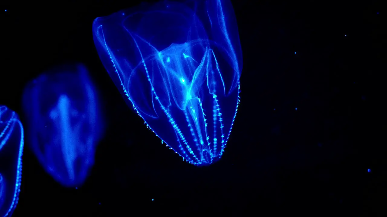 Stunning Comb Jellies glowing in the dark under waters at Uminomori Aquarium in Sendai Japan