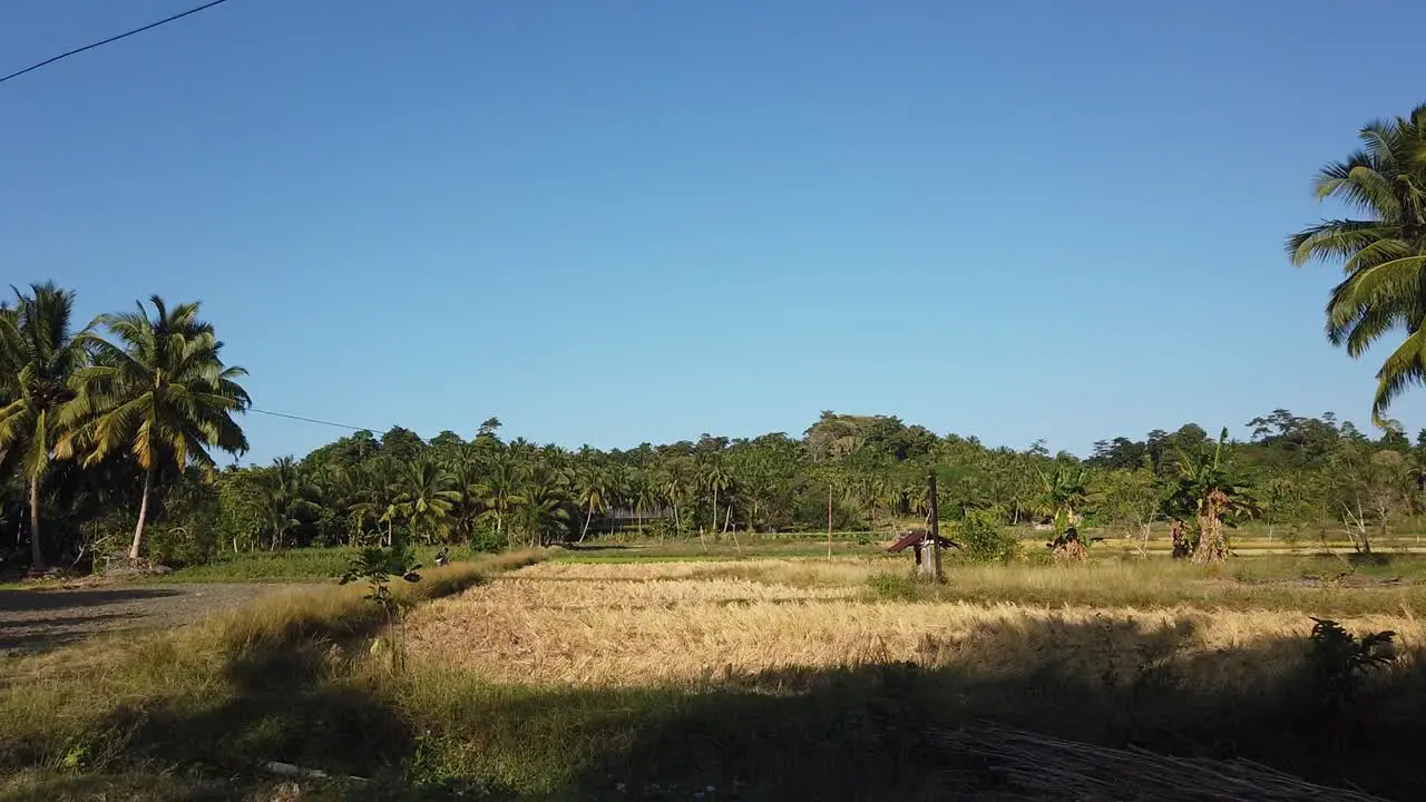 Slow motion drive by of local agricultural fields on the andaman islands with beautiful blue skies without clouds and signs of drought