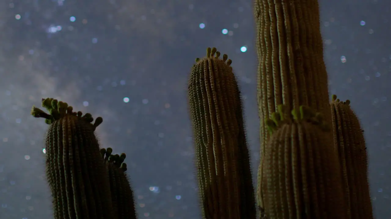 Cactus Starlapse3