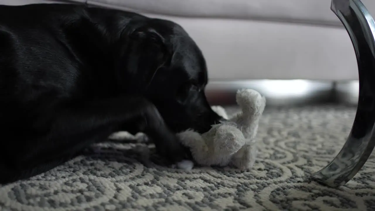 Black Labrador retriever dog playing with a soft plush toy