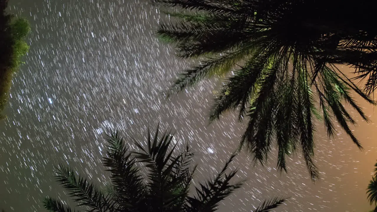 Palm Tree Startrails 0