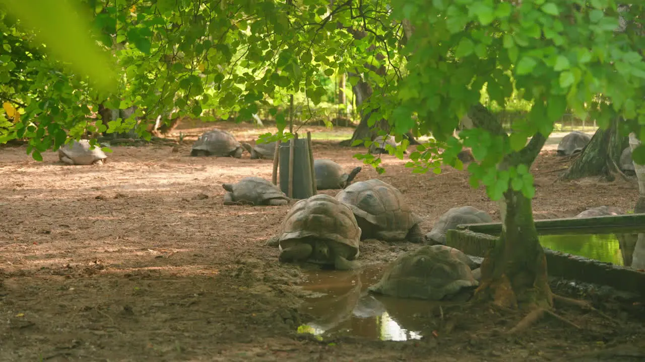 Wide shot od a group of centenary Turtles resting on a shady ground