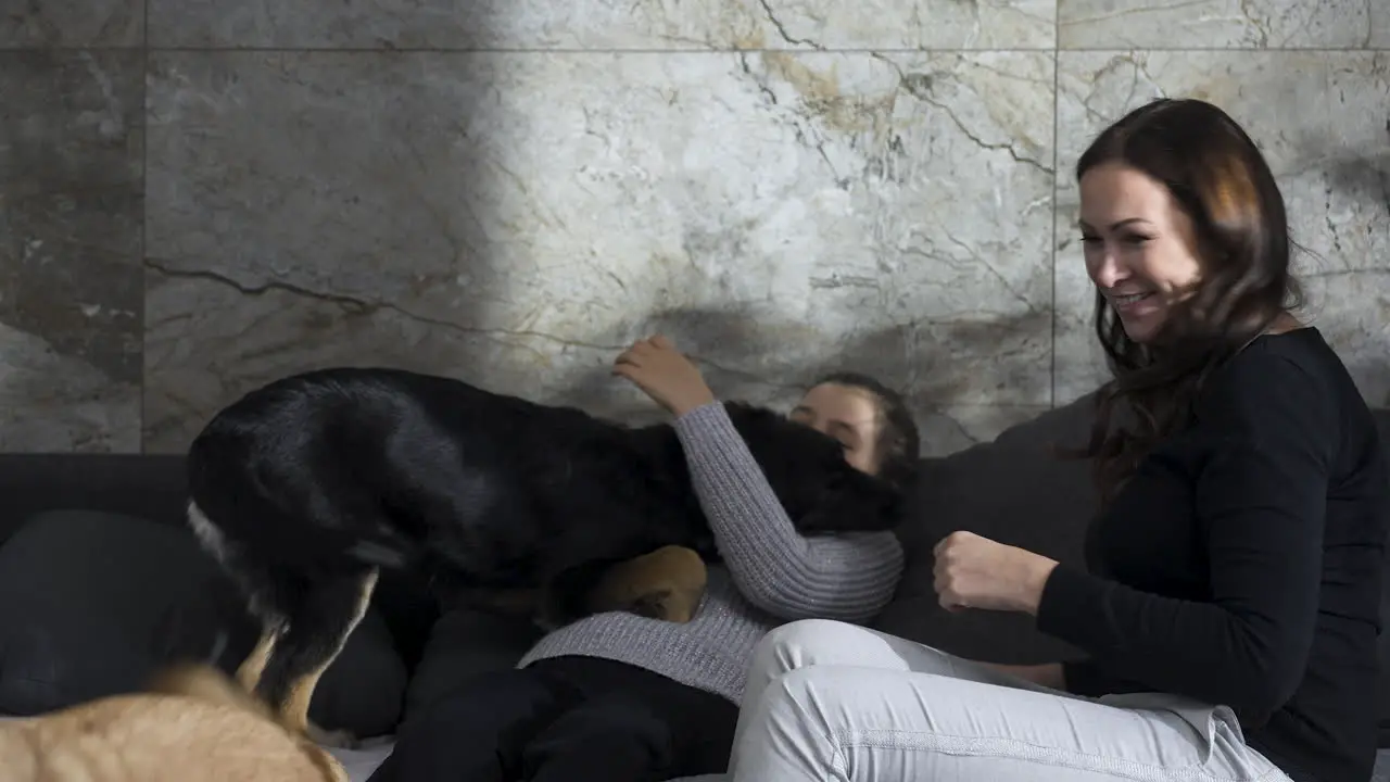 Mother and daughter playing with two dogs on sofa at home slow motion