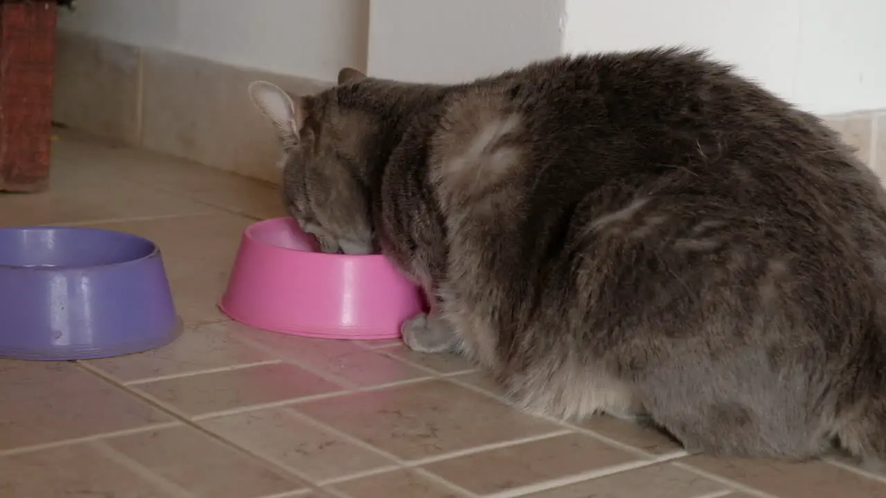 Young grey cat eating balanced food on her pink bowl