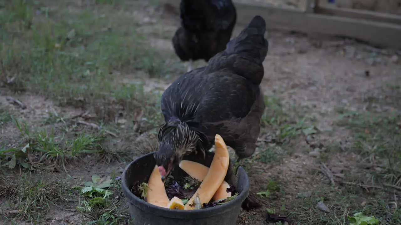 Chicken Eating Melons in Front of Chicken Coop in Slow Motion 4K