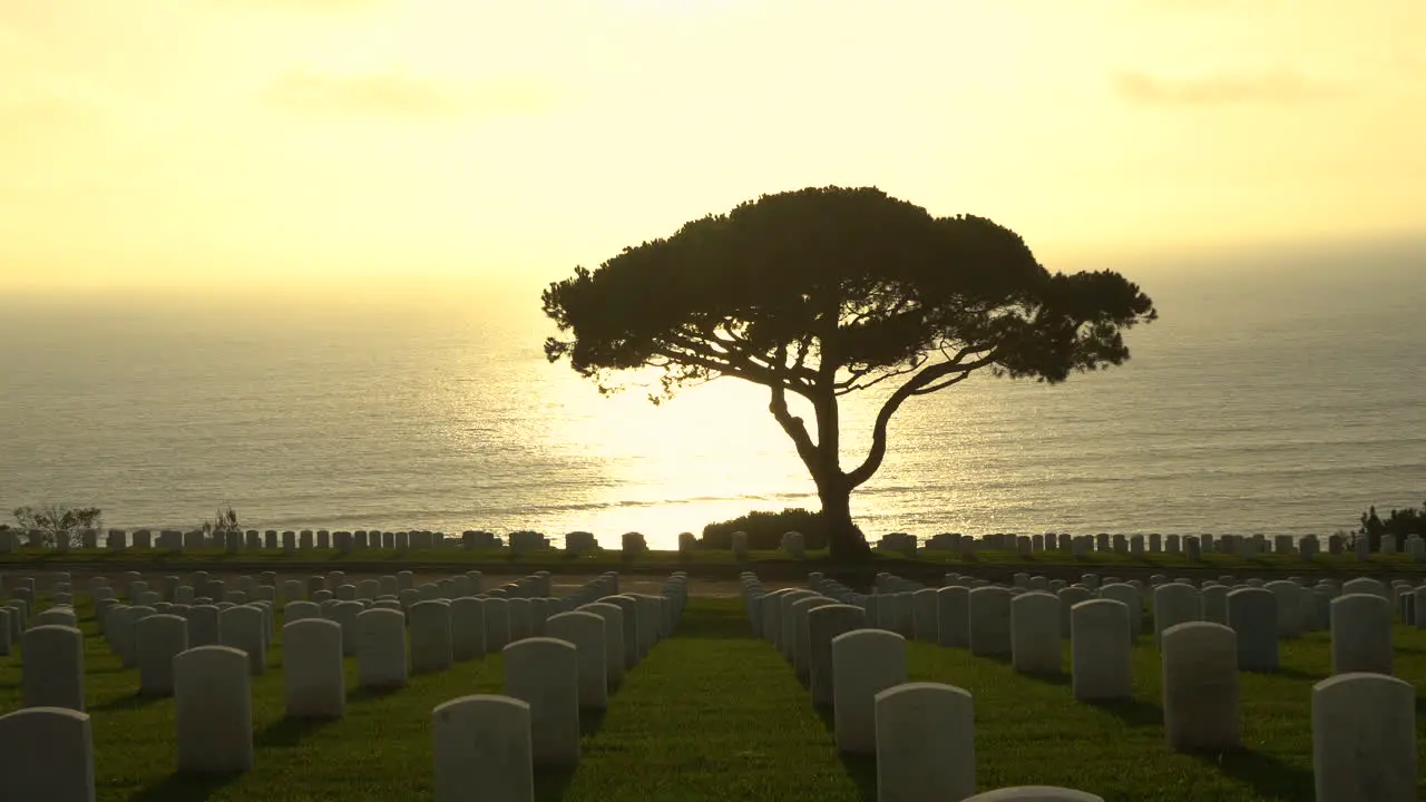 Camera zooming in on a silhouetted tree at a military graveyard with hundreds of grave stones of fallen soldiers