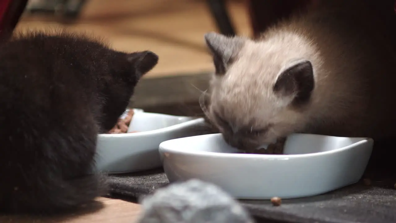 Two young cats eat from dinner bowls on ground 4k