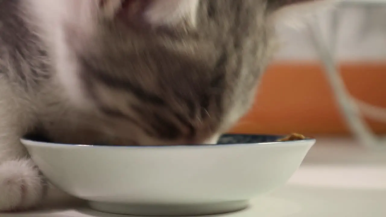 Silver Little Kitten Cat Eating Food