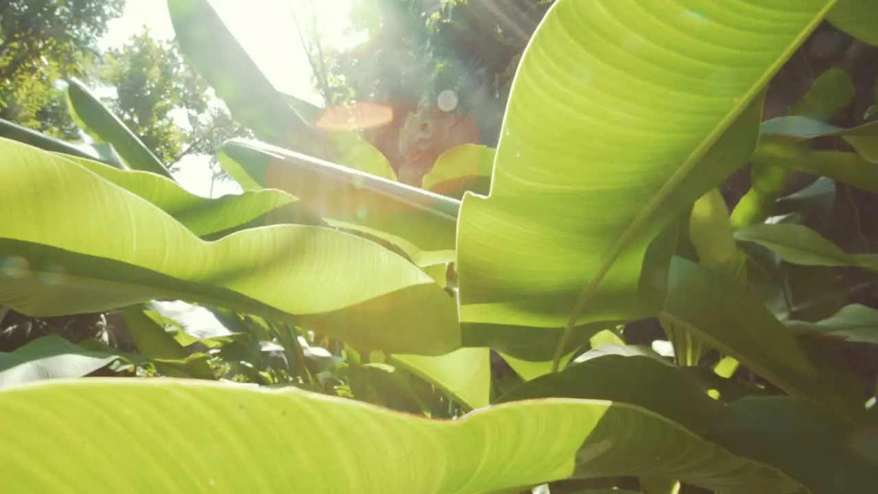 Fort Hamilton Bermuda close-up of broad leaf tropical foliage with lens flare on a bright sunny day