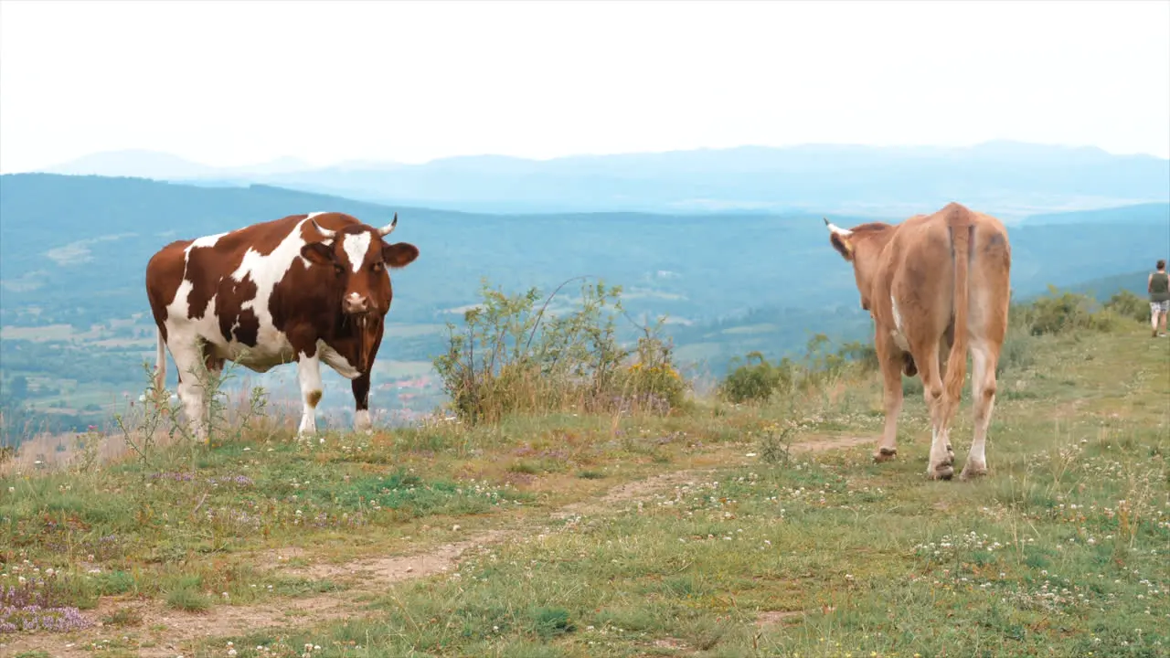 footage of Brasov in Romania