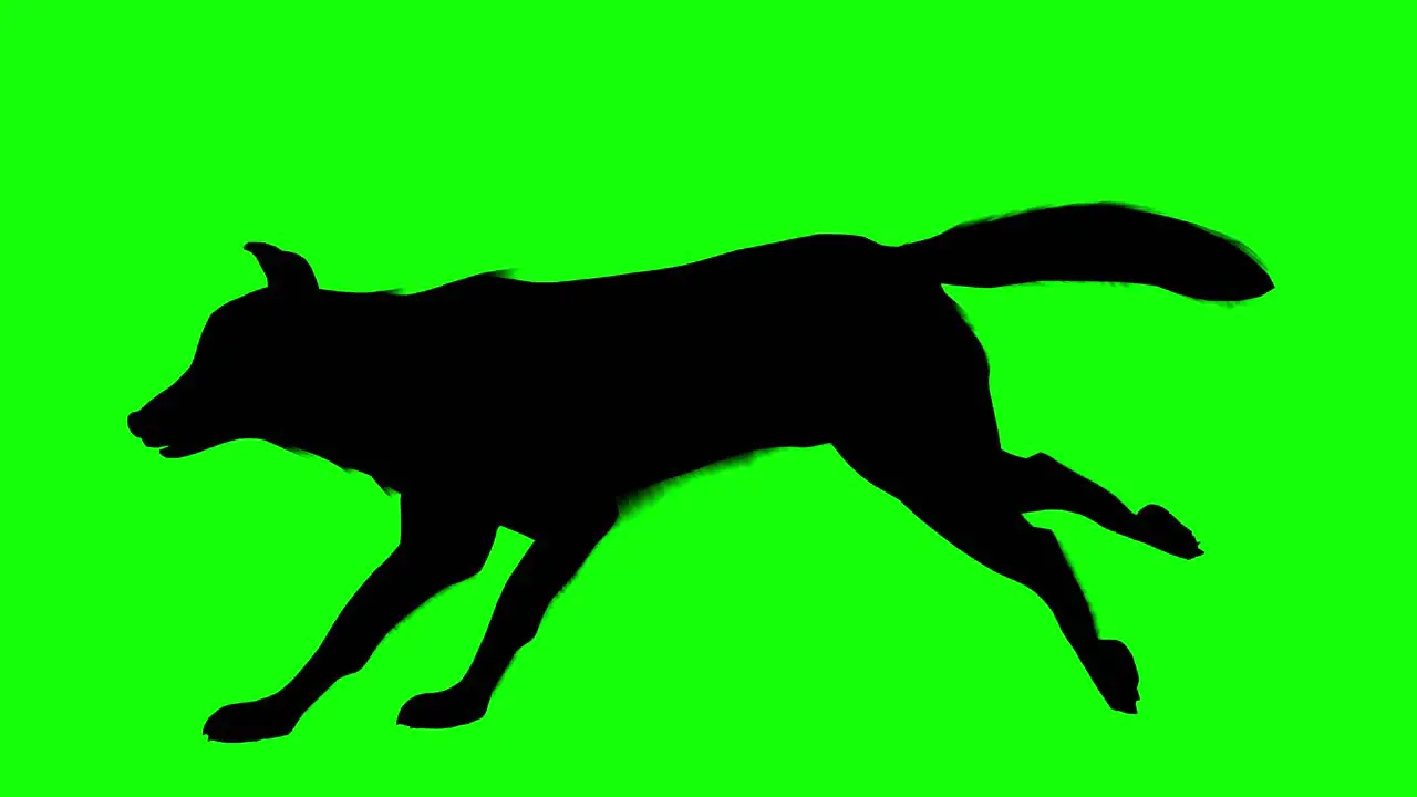 Silhouette of a wolf running on green screen side view