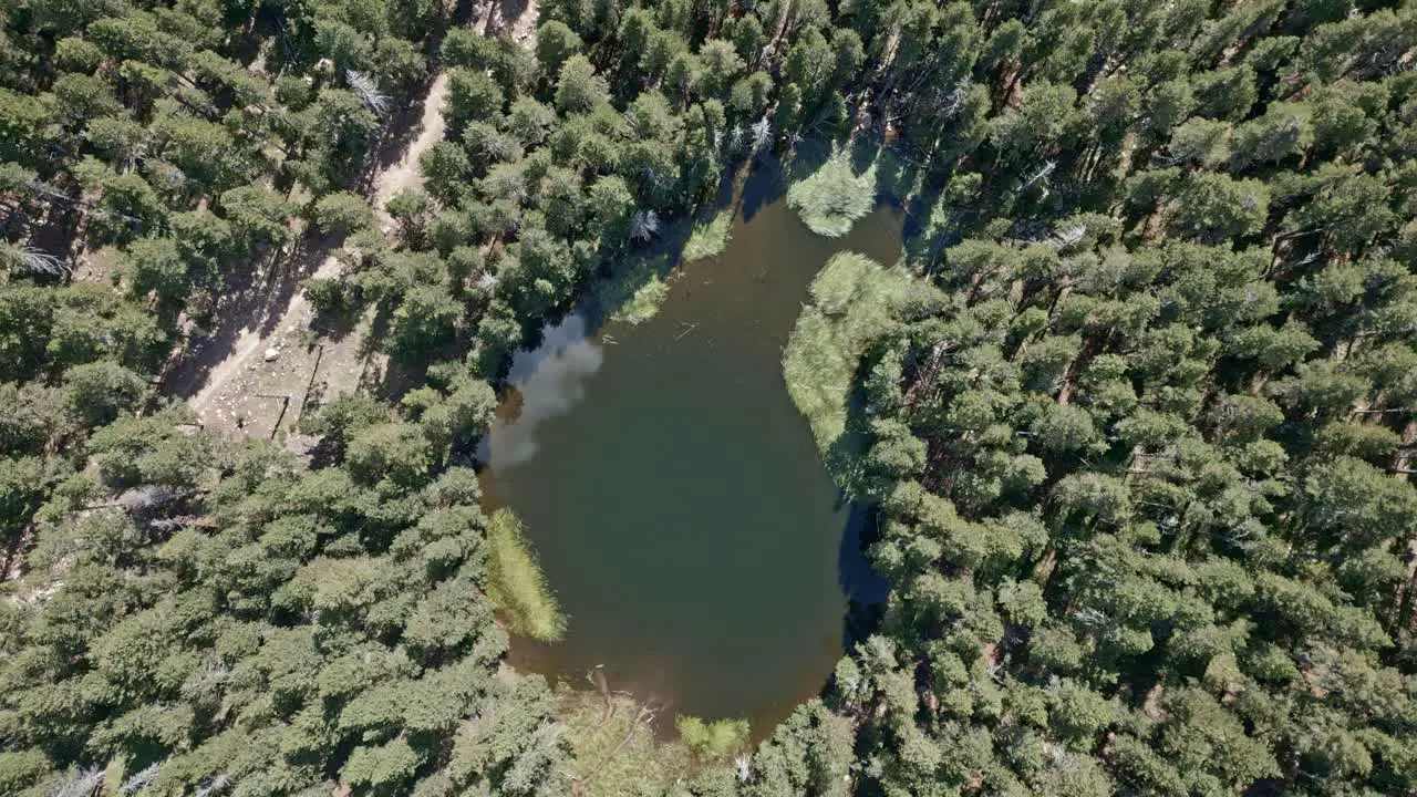 zoom out of a lake in the middle of the forest with green water