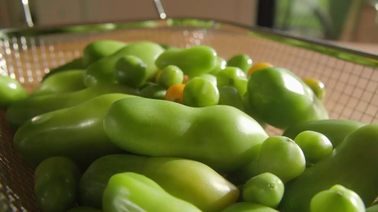 Green organic tomatoes ripening inside in a metal basket in sunlight