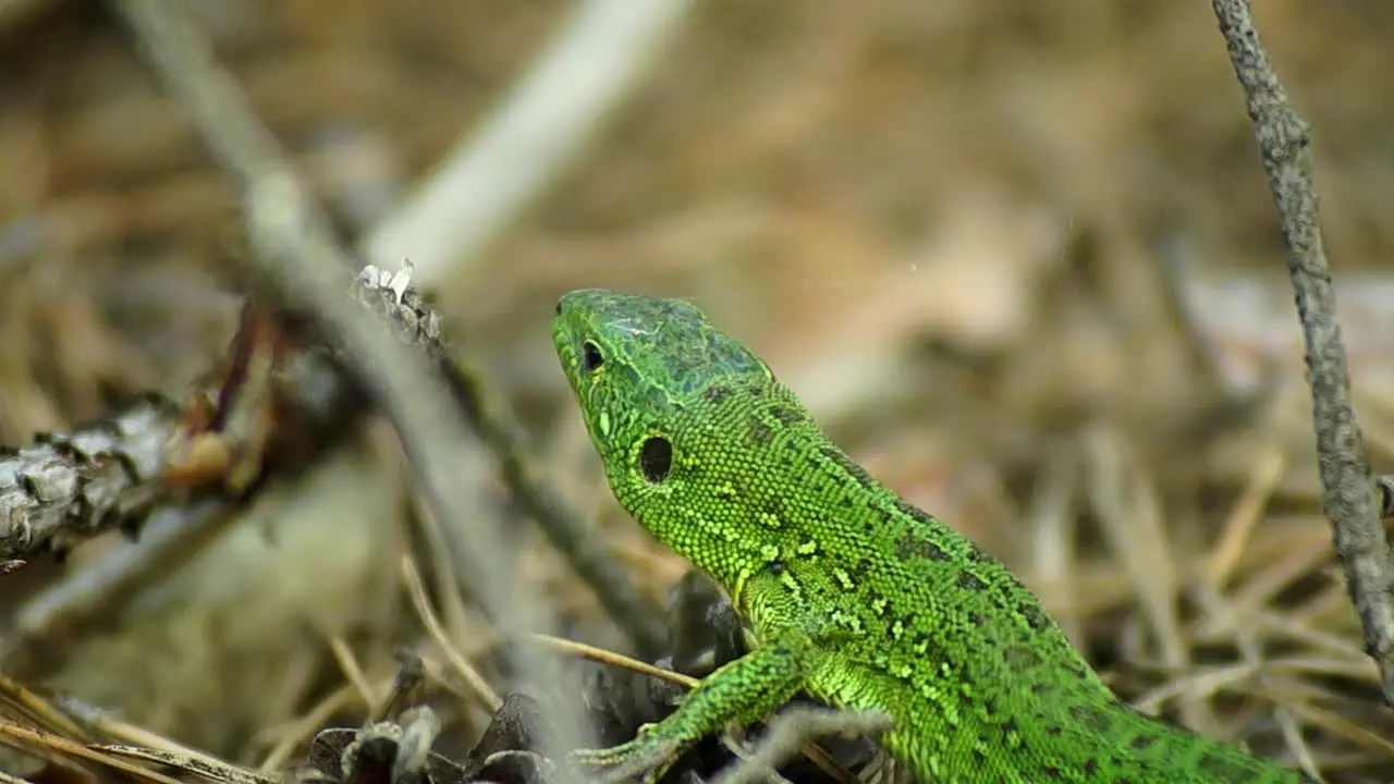 Green lizard is standing in his natural environment and observing his surroundings