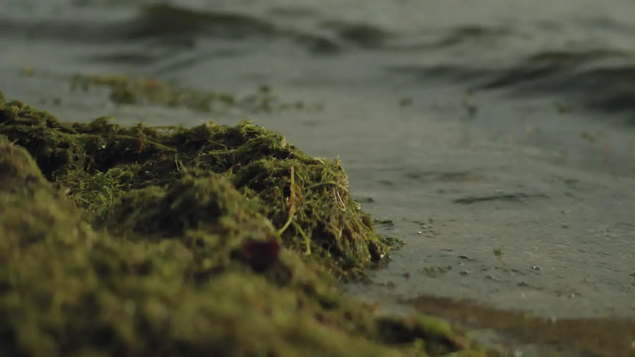 Close view of waves hitting a bunch of green algae on the beach