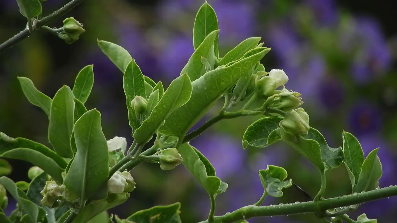 Jasmine vine with blurred violet and deep purple flowers with emerald green leaves and raindrops during a rainy day