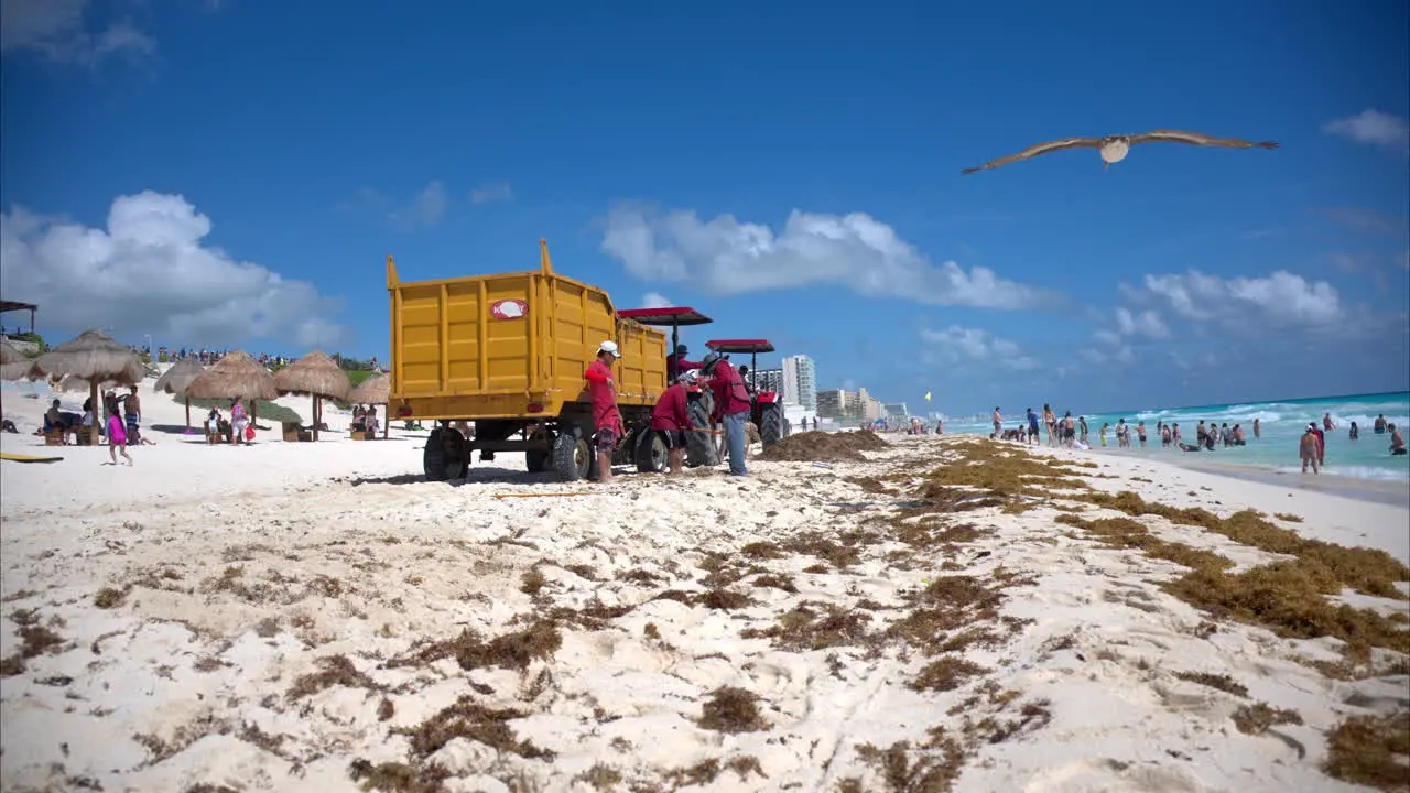 Tilt up shot of a group of volunteers government employees cleaning up the sargasso accumulated at a beach in Cancun Mexico with tourist bathing in the sea