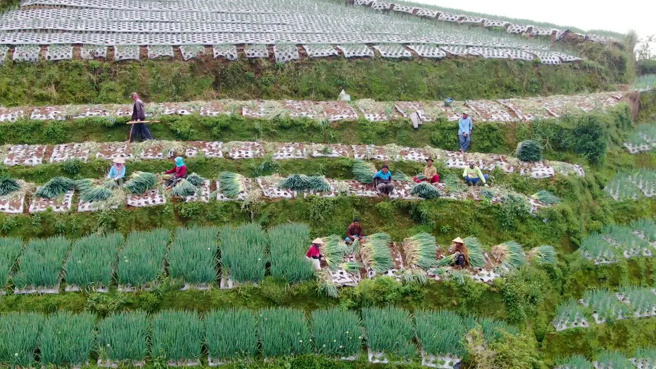 Farmers traditional harvest green onions in field in Indonesia aerial view