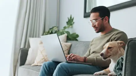 Laptop working dog couch and man typing an email