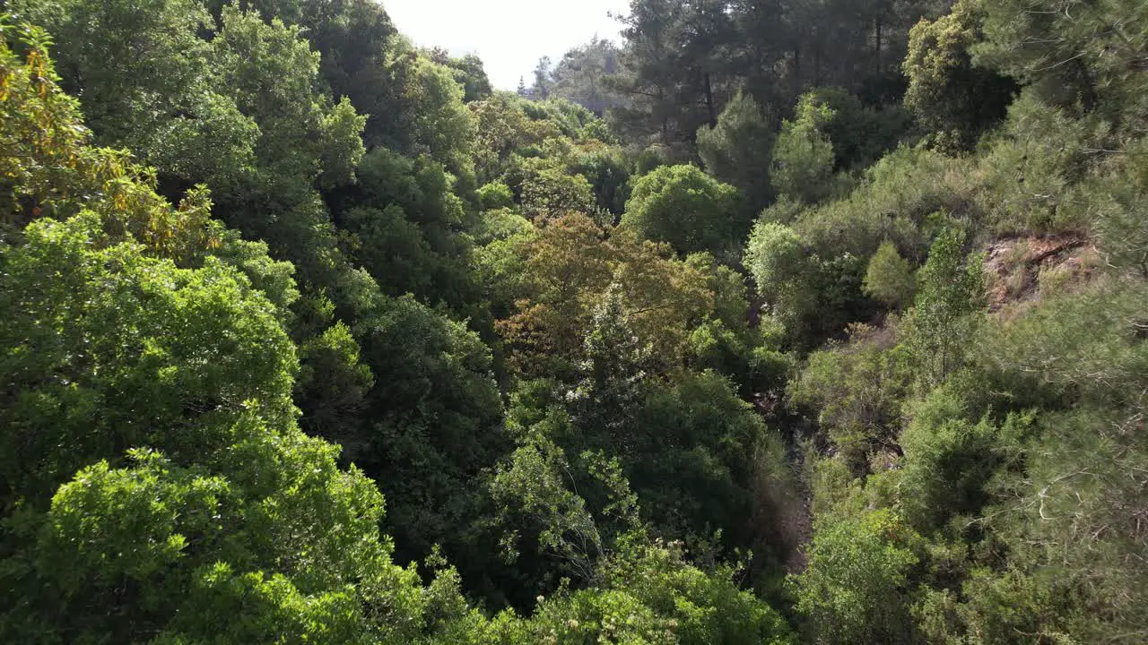 Aerial view over trees in a gorge in sunny Haifa Nesher Park Israel reverse drone shot