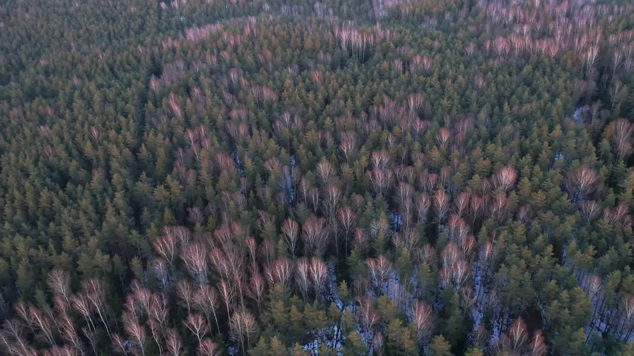 AERIAL Pine and Birch Forest with Colourful Sunset Lighting on Trees