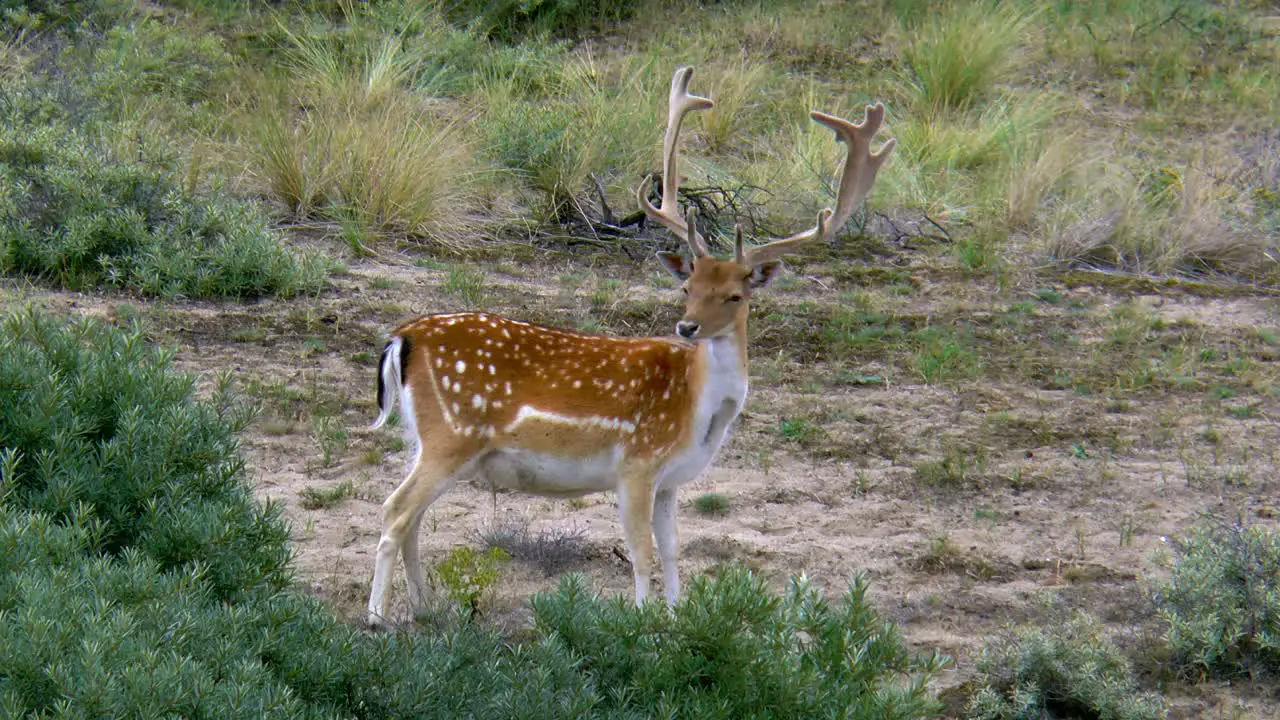 A male fallow deer with a large antler looks around