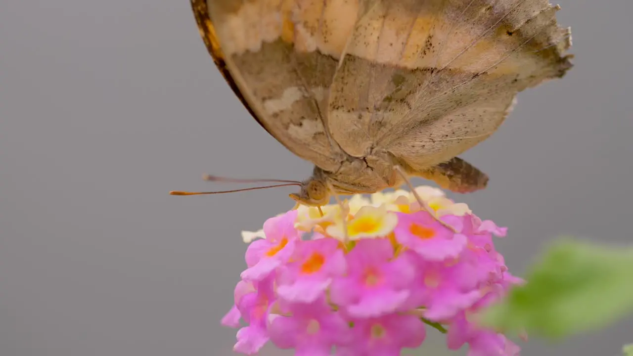 Yellow brown orange monarch butterfly gathering nectar of pink flower in nature 4K prores cinematic shot