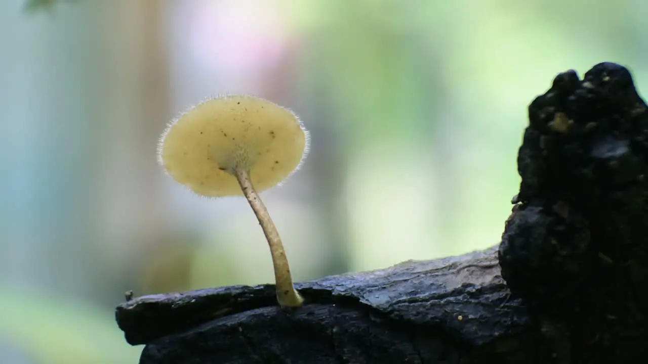 toadstools hd video macro mushroom video on nature background