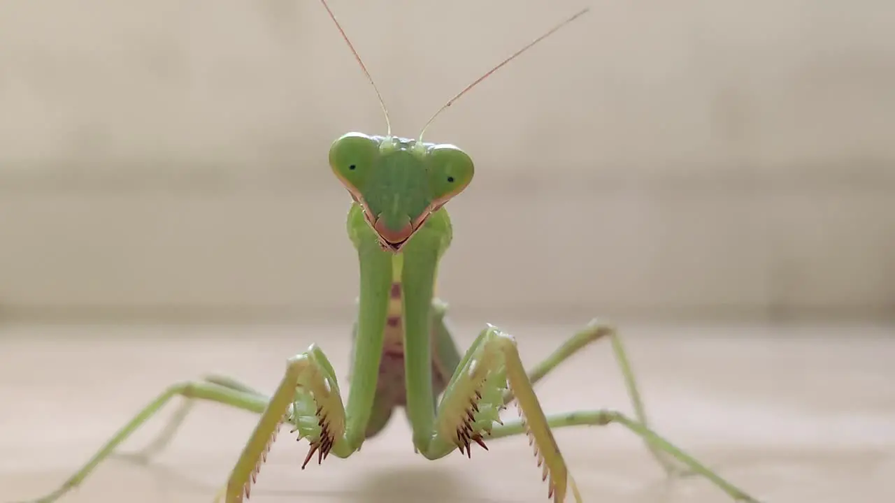 Praying Mantis stares in to the camera and walks towards it