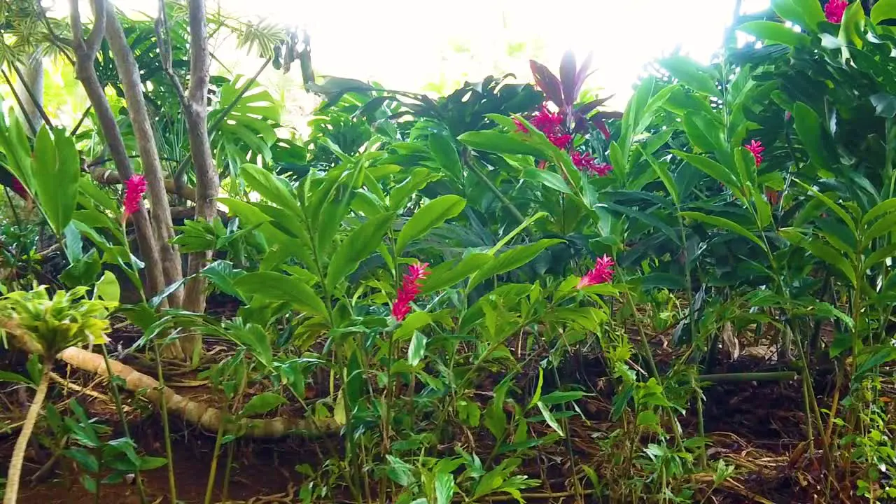 HD Hawaii Kauai slow motion gimbal walking left to right along nice red flowers in lush surroundings