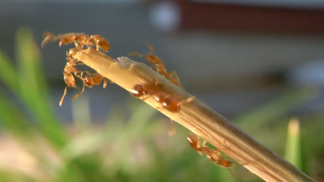 Ants climbing a blade of grass on a lawn in the suburbs