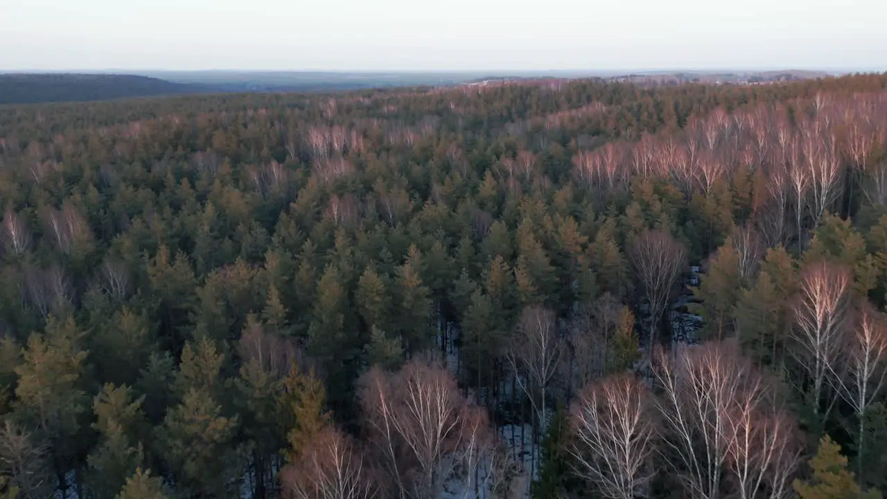 AERIAL Pine and Birch Forest with Colourful Sunset Light Hitting Trees