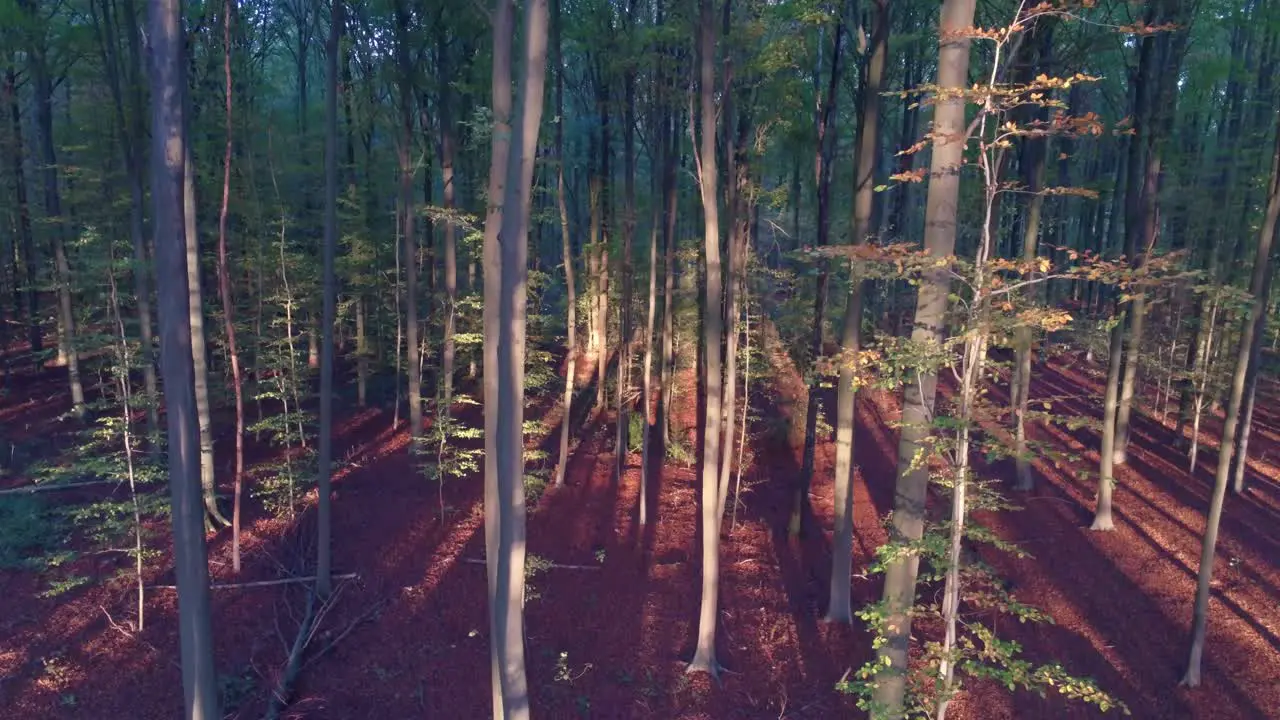 Rising to the top of the trees -aerial ascend