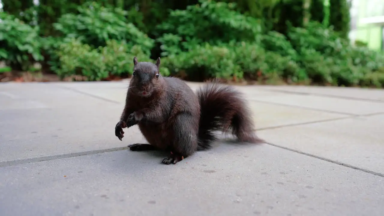 cute black squirrel eating nuts in the backyard