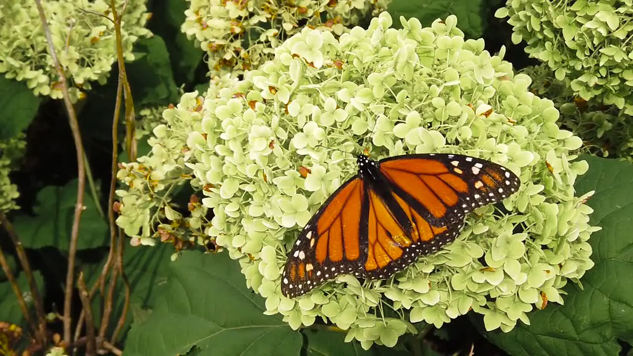 Slow motion butterfly on green plant boom down from medium overhead shot to tight shot then butterfly flies away