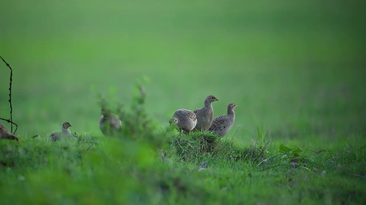 Flock of Grey francolin in Green Fields