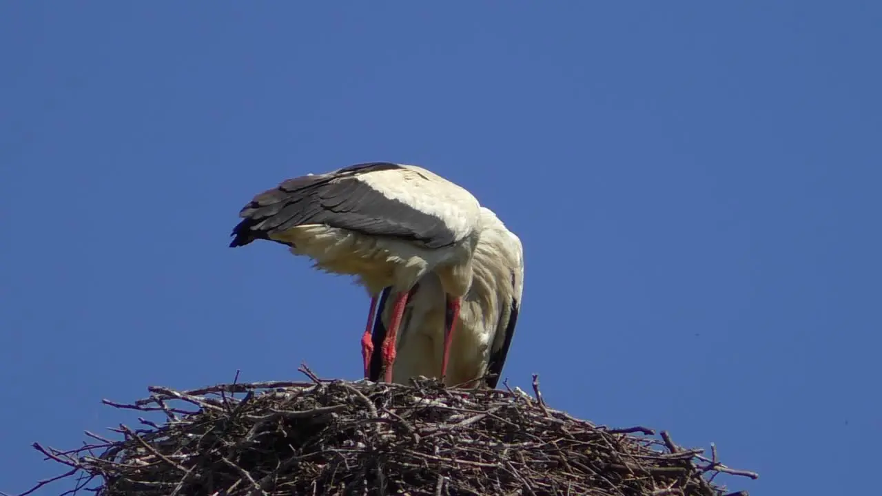 Two Storks in a nest with blue sky