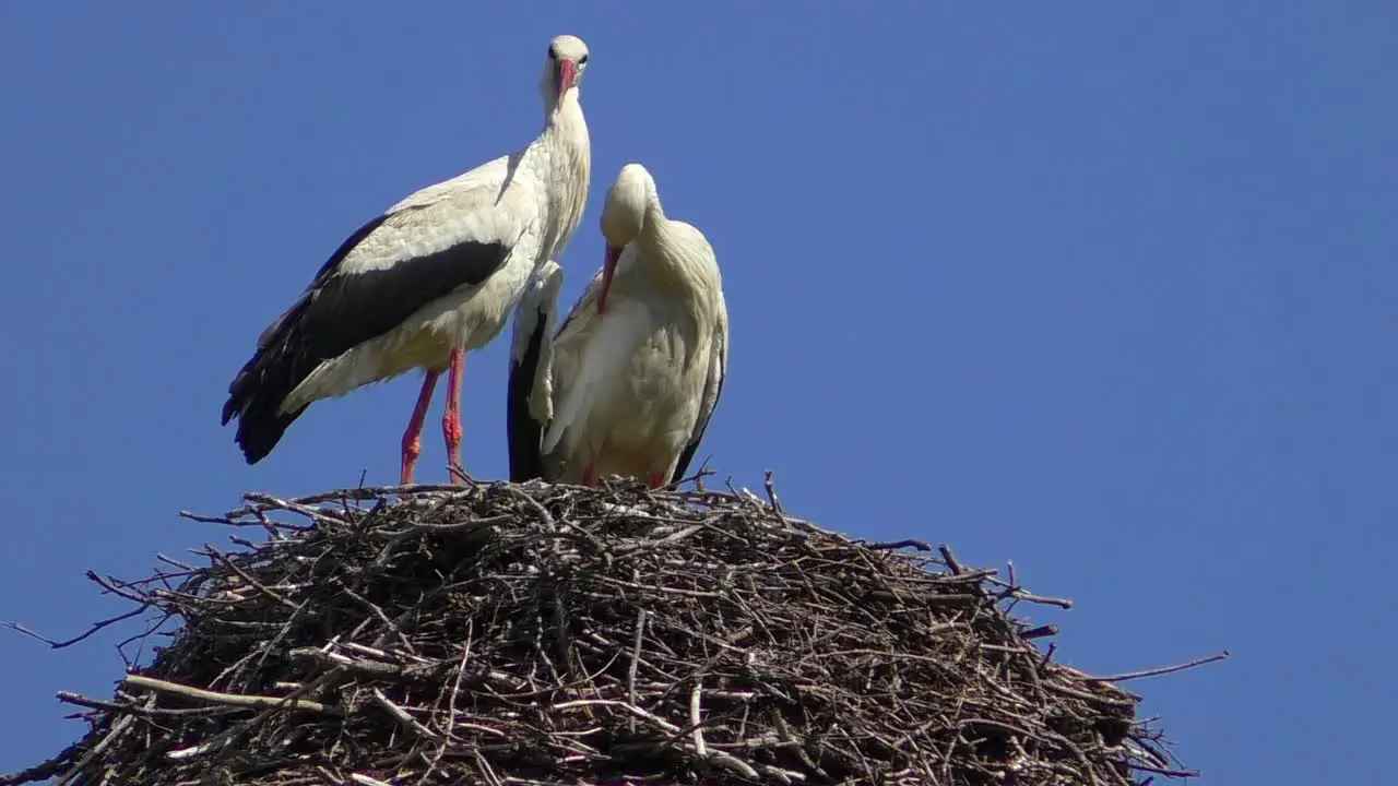 Two Storcks in a nest in Brandenburg