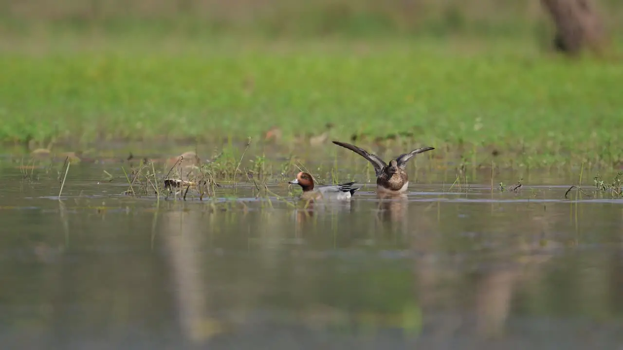 Gadwall Ducks Swimming in Pond in Forest