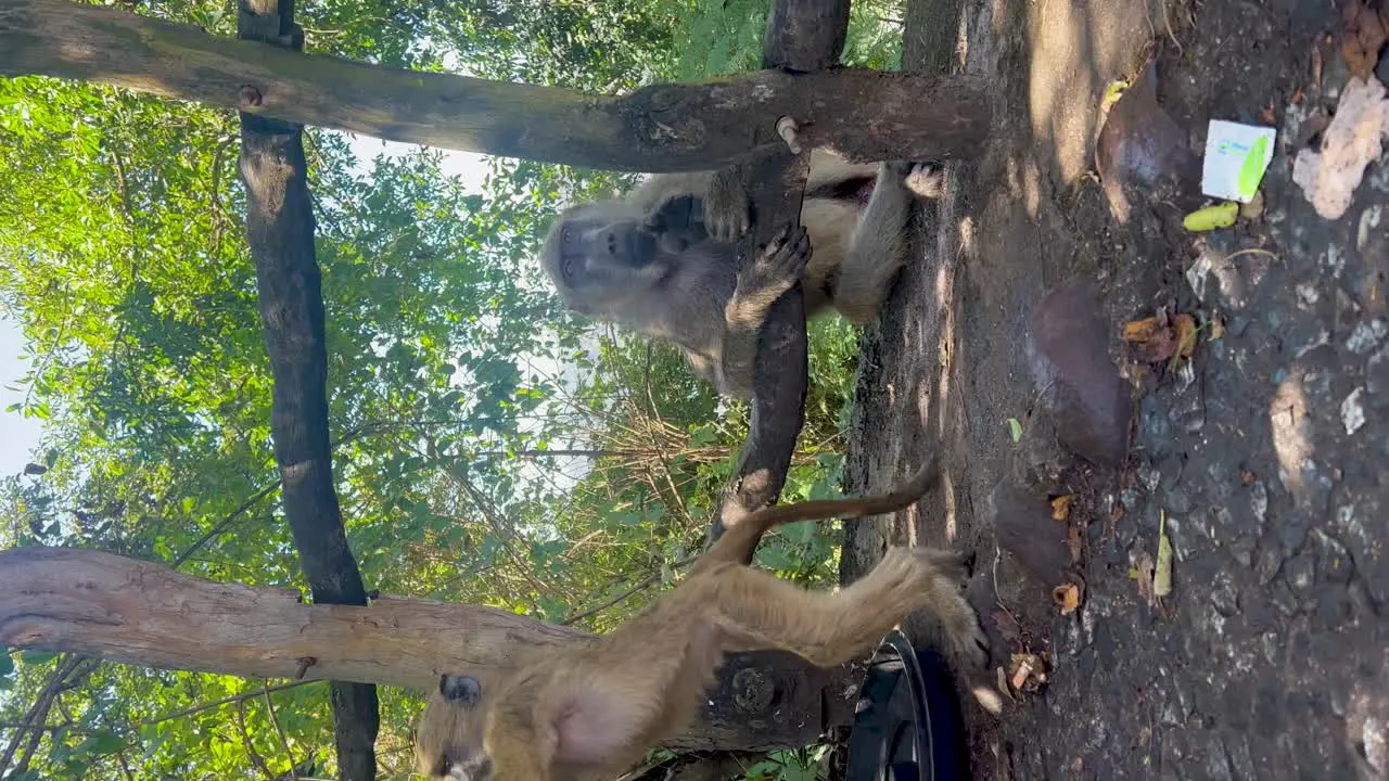 Vertical baby baboon throwing over bin with mother baboon