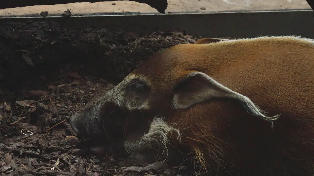 a close-up view of the head of a red river hog