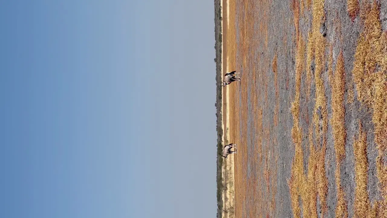 Vertical Oryx's on pan in Botswana