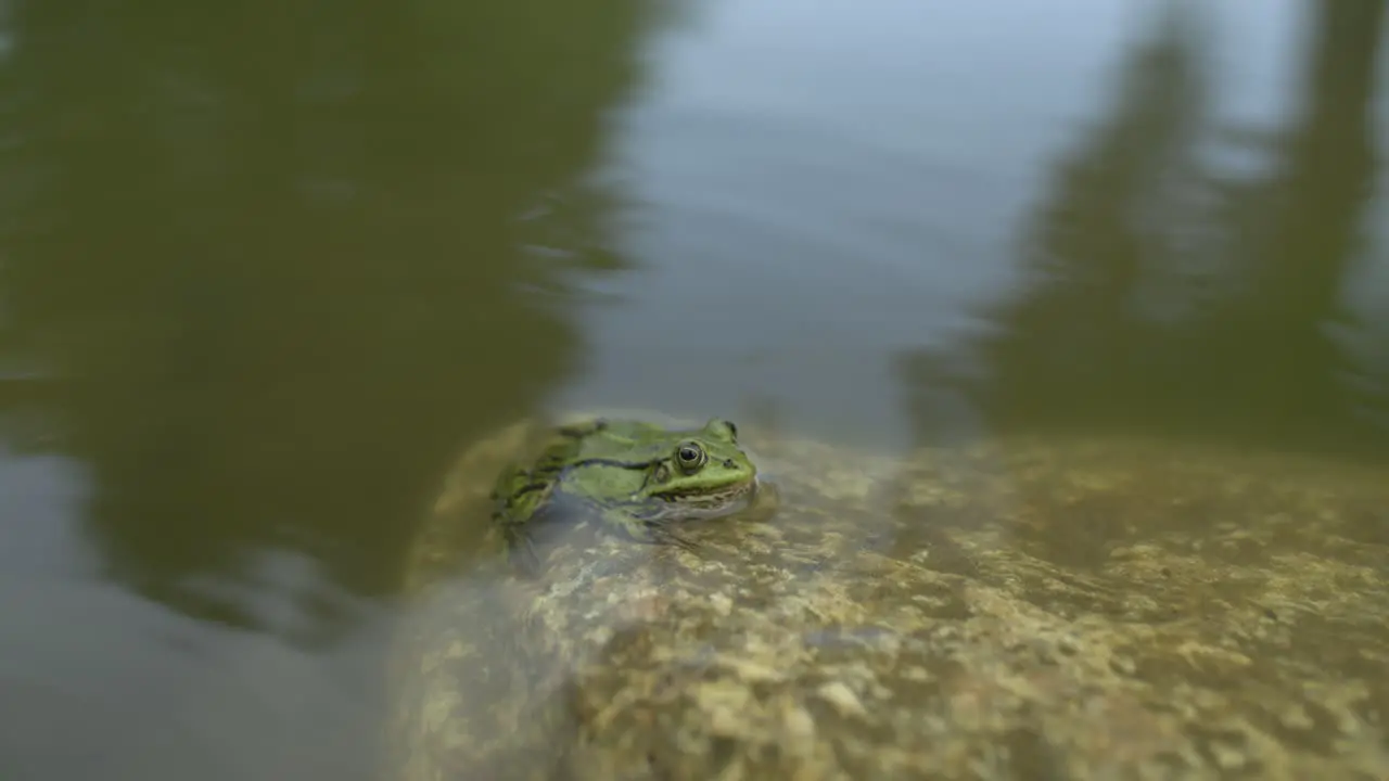 Frog sits in the stone and looks