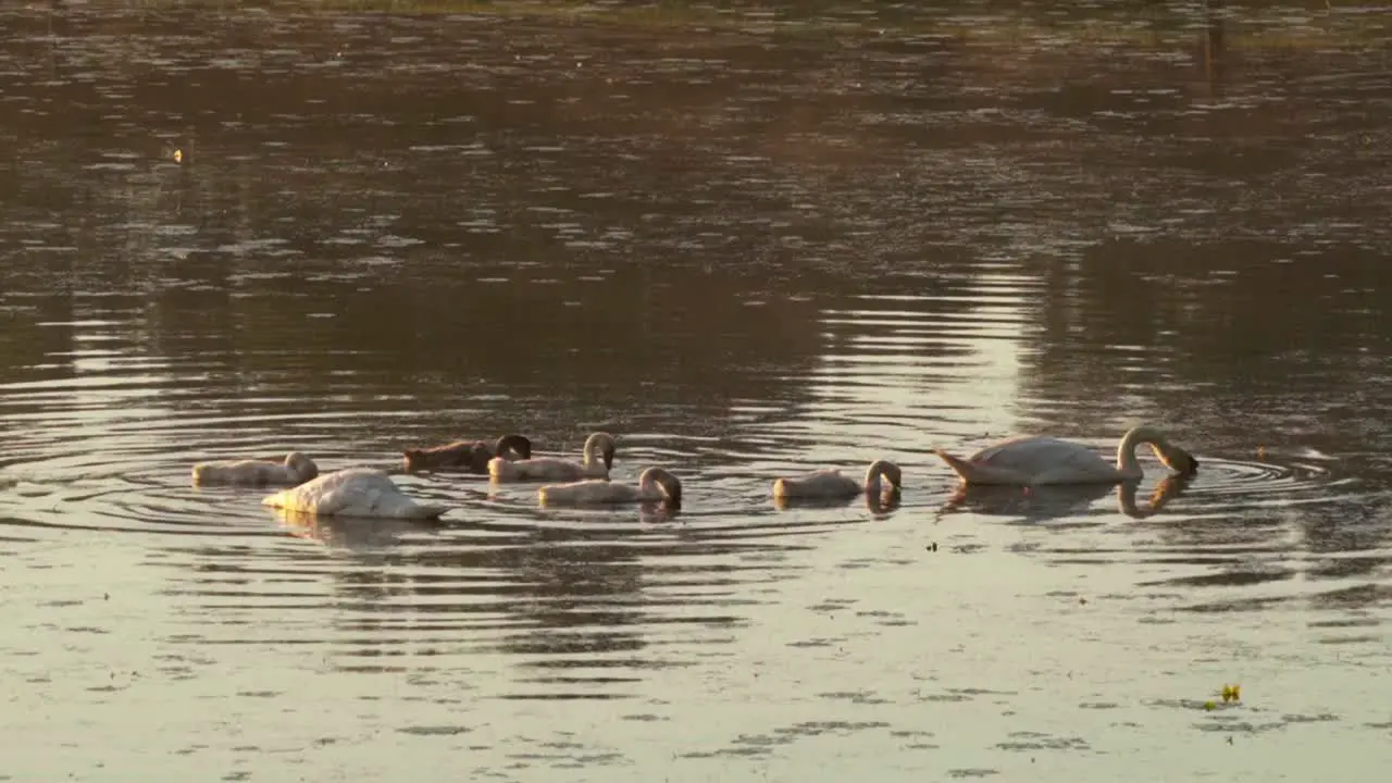 Stunning 4K footage of a swan family filmed in Ormož natural reserve park