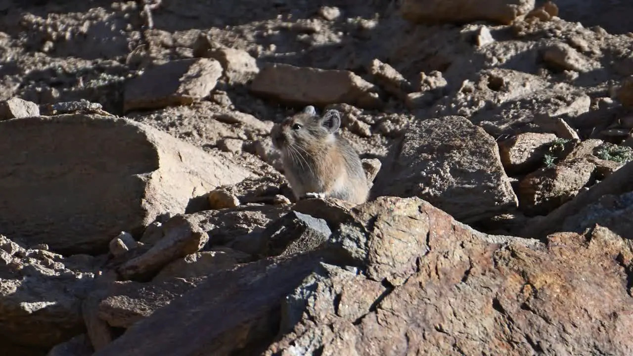 Himalayan pika Ochotona himalayana taking Sunbath in winter