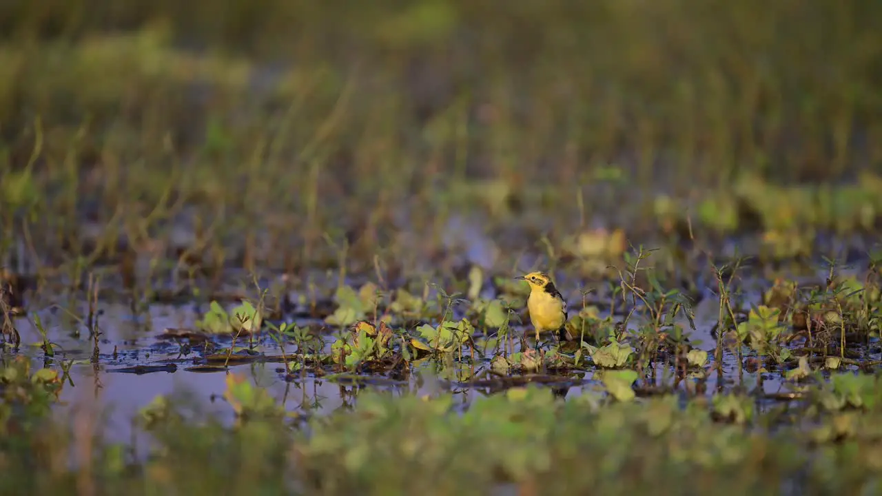 Yellow Wagtail bird in Wetland