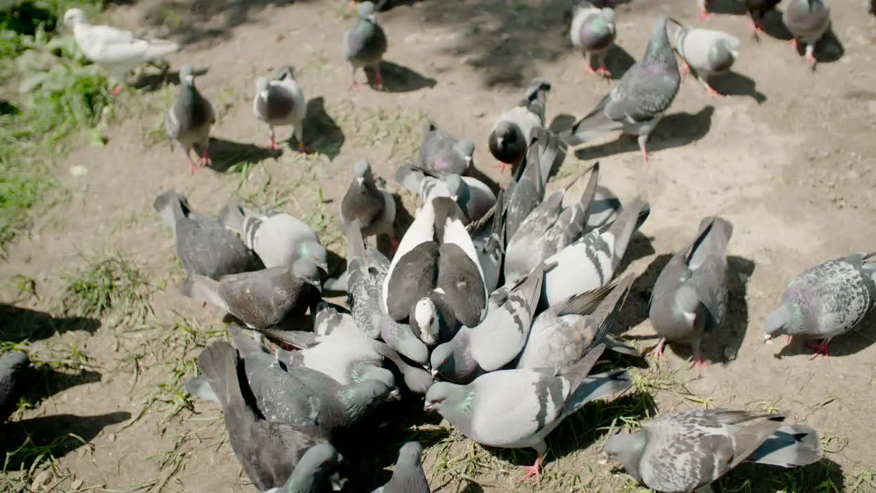 Pigeons slow motion grey birds