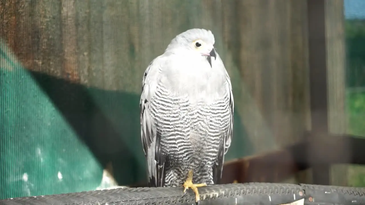 A white bird perches on a bird-stand in an aviary